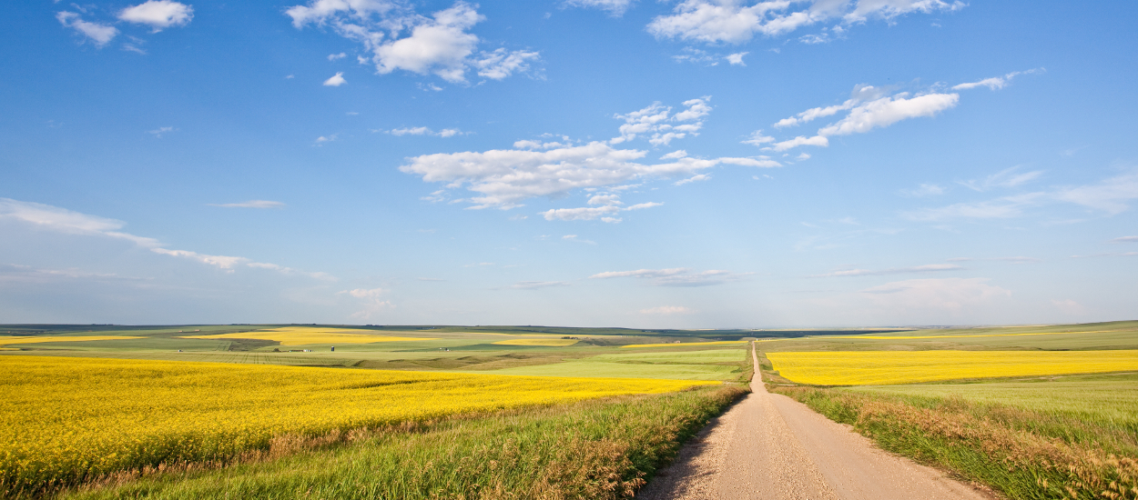 Canola fields with a dirt road